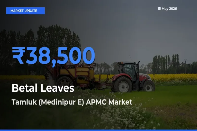 Tamluk (Medinipur E) APMC Tops Betal Leaves Rates – May 15 Market Update