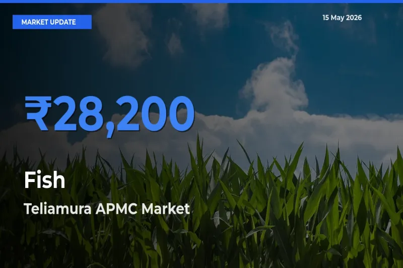 Teliamura APMC Tops Fish Mandi Rates Today