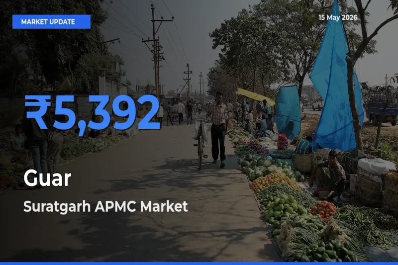Suratgarh APMC Offers ₹5,392 – Highest Guar Rate Today