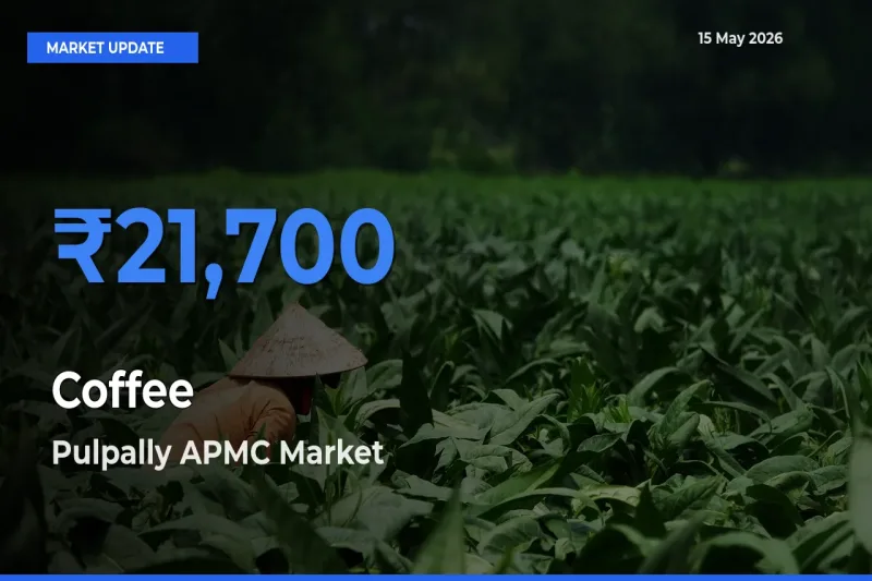 Pulpally APMC Leads as Top Mandi for Coffee Prices