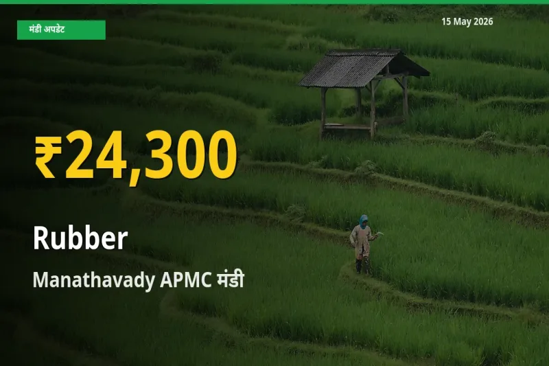किसानों के लिए खुशखबरी! Manathavady APMC में रबड़ के दाम रिकॉर्ड स्तर पर