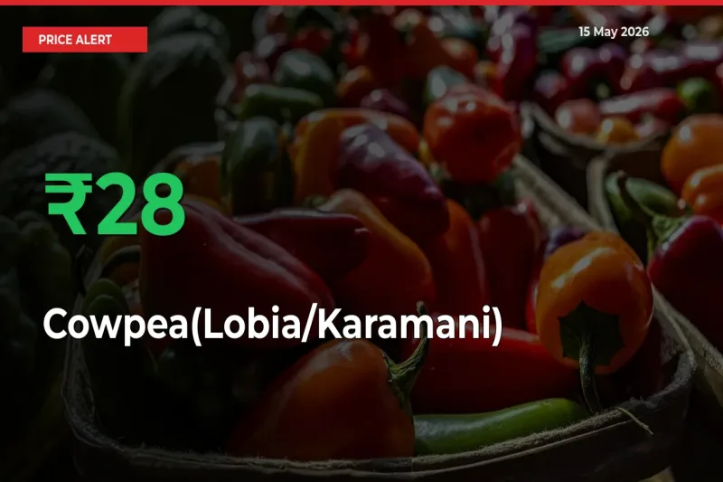 Big Rally! Cowpea(Lobia/Karamani) Climbs 28.3% in 24 Hours at Top Mandis