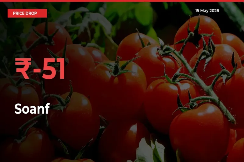 Sudden Shock! Soanf Drops 51.45% in 24 Hours at Top Mandis
