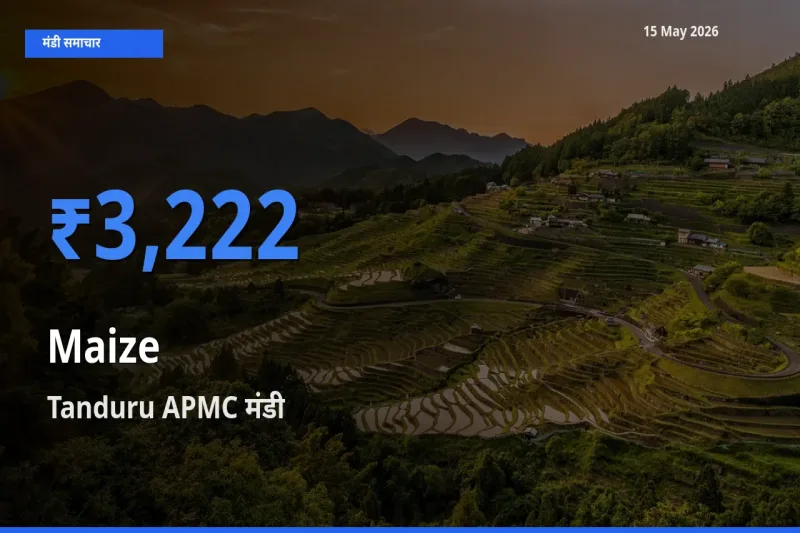 15 May अपडेट: मक्का के सबसे ऊँचे दाम Tanduru APMC मंडी में