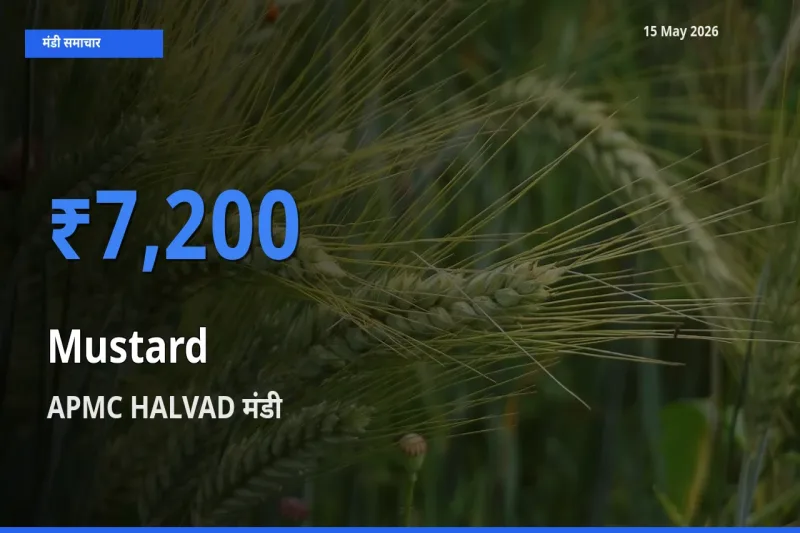 आज सरसों के सबसे ज़्यादा दाम APMC HALVAD मंडी में दर्ज