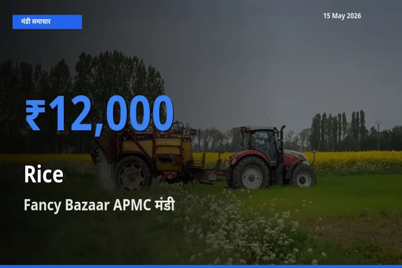 आज चावल के सबसे ज़्यादा दाम Fancy Bazaar APMC मंडी में दर्ज