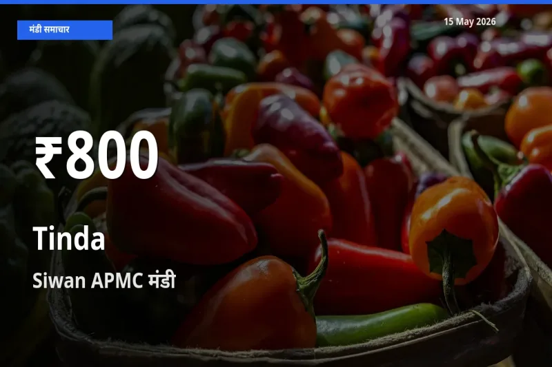 Siwan APMC में टिंडा ₹800 पर गिरा – 30 दिन का न्यूनतम भाव