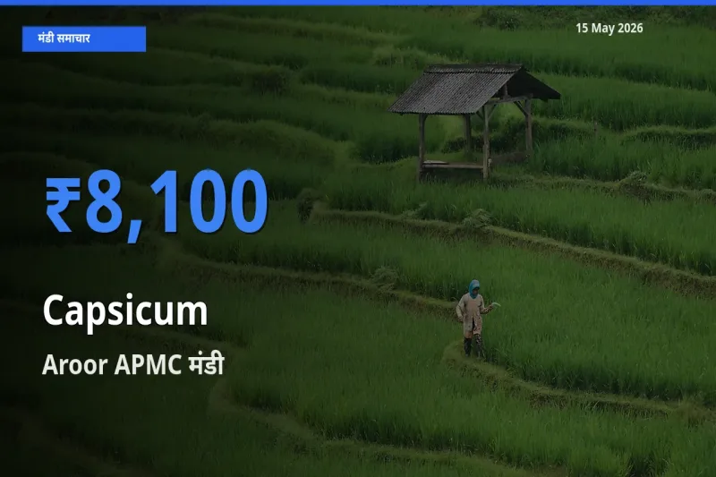 15 May अपडेट: शिमला मिर्च के सबसे ऊँचे दाम Aroor APMC मंडी में