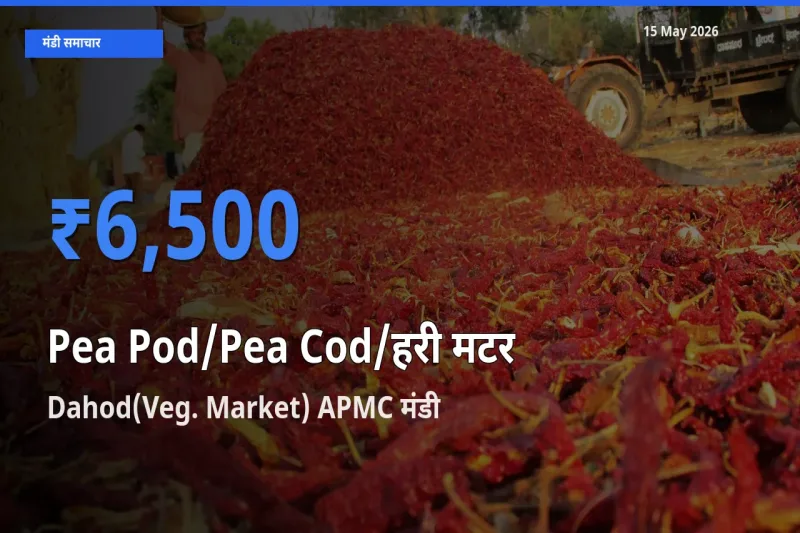 टॉप मंडी बना Dahod(Veg. Market) APMC! मटर की फली के सबसे ऊँचे दाम यहीं दर्ज
