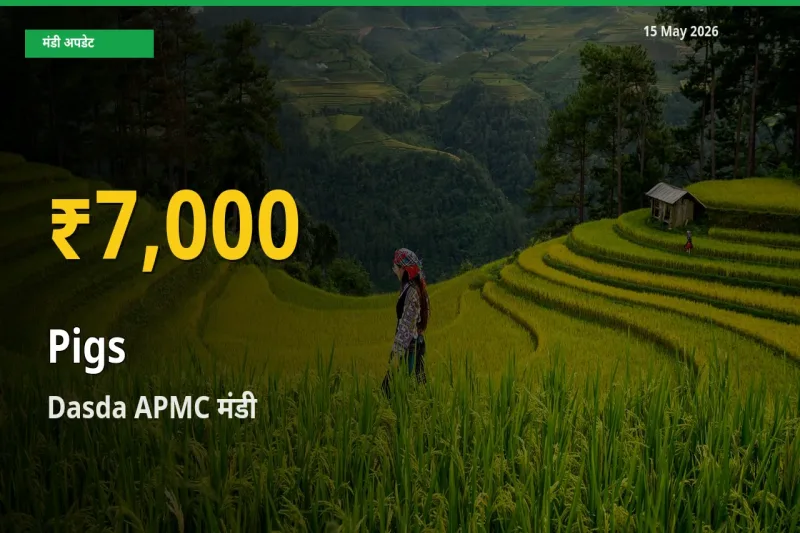 सुअर के भावों में जबरदस्त उछाल, Dasda APMC में नया उच्च स्तर
