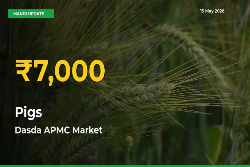 Farmers Benefit as Pigs Rate Touches New High in Dasda APMC