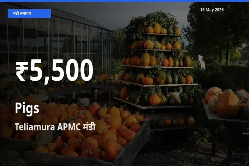सुअर के दामों में गिरावट, Teliamura APMC में 30 दिन का न्यूनतम भाव