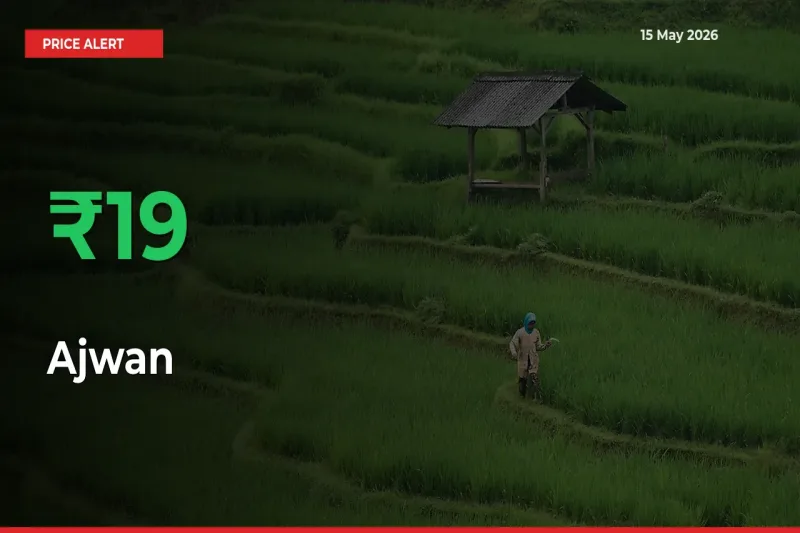 18.87% Spike in Ajwan Prices – Mandi Sees Sudden Rally