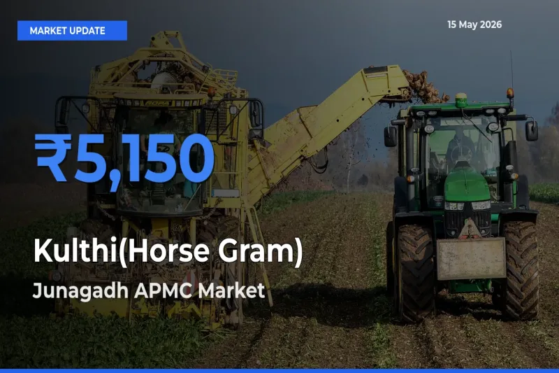 Farmers Prefer Junagadh APMC as Kulthi(Horse Gram) Hits Highest Rate
