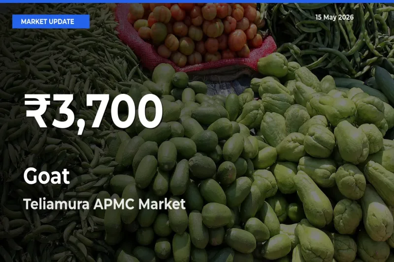 Goat Prices Touch 30-Day Low in Teliamura APMC – May 15 Update