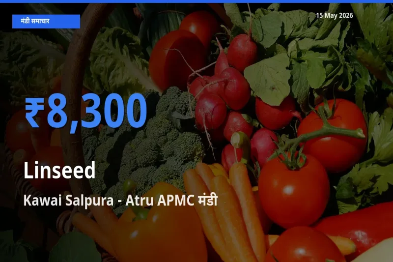 Kawai Salpura - Atru APMC मंडी में आज अलसी के सबसे ऊँचे दाम दर्ज