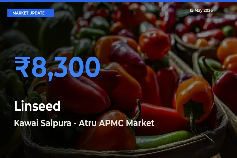 Kawai Salpura - Atru APMC Offers ₹8,300 – Highest Linseed Rate Today