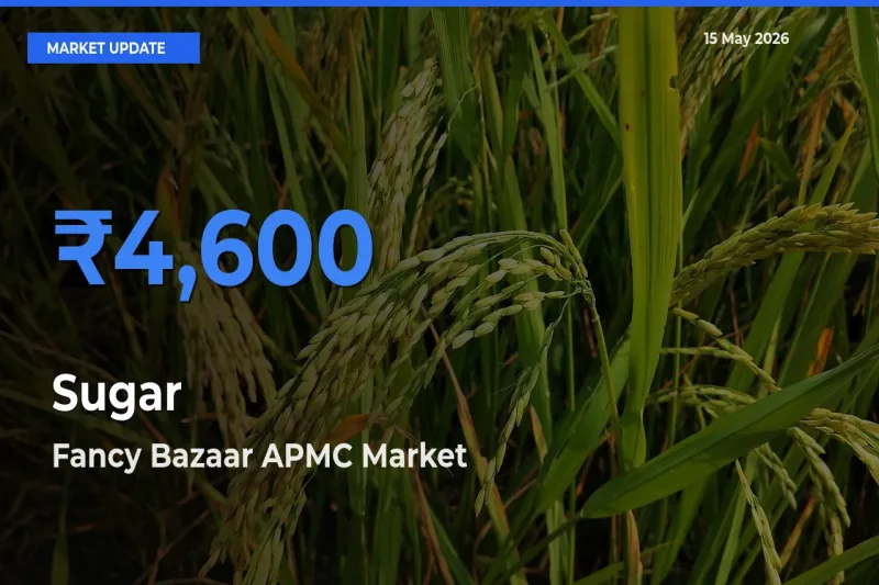 Farmers Prefer Fancy Bazaar APMC as Sugar Hits Highest Rate