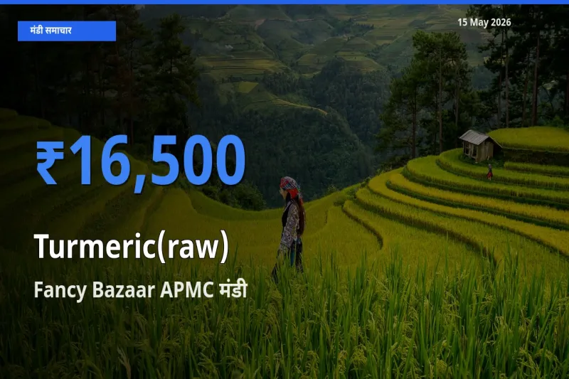 आज का मंडी भाव: हल्दी (कच्ची) के सबसे ज़्यादा दाम Fancy Bazaar APMC में
