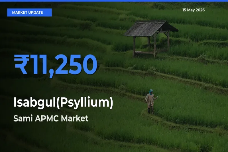 Isabgul(Psyllium) Mandi Rate Today: Sami APMC Tops the List