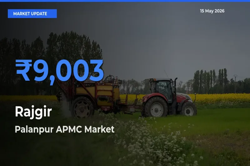 Palanpur APMC Emerges as Top Mandi for Rajgir Prices Today