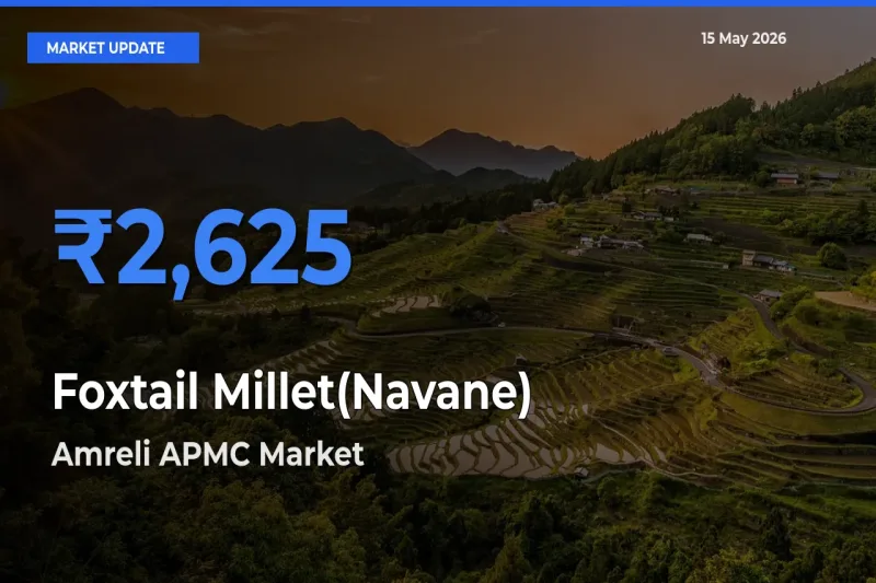 Market Watch: Amreli APMC Becomes Top Mandi for Foxtail Millet(Navane)