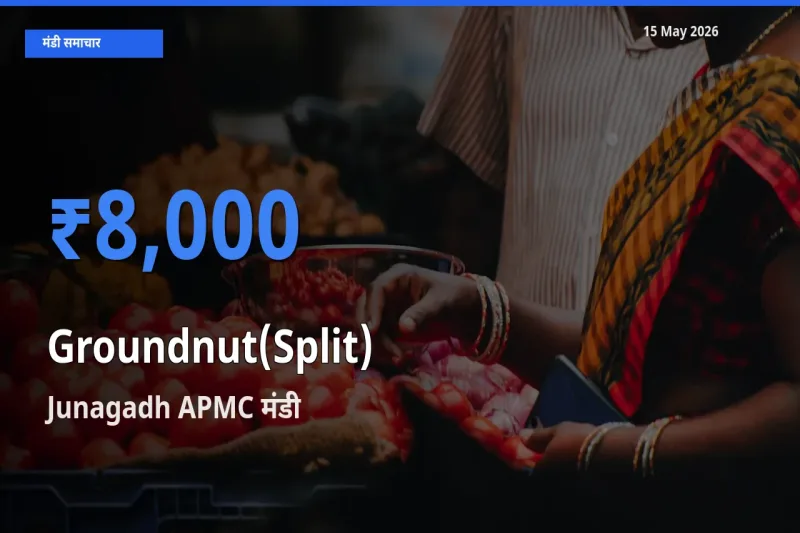 किसानों की पसंद बना Junagadh APMC, मूंगफली दाना (दो फाड़) के सबसे अच्छे दाम