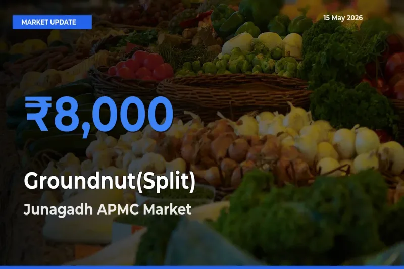 Junagadh APMC Records Highest ₹8,000 Rate for Groundnut(Split)