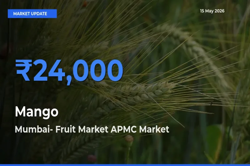 Mumbai- Fruit Market APMC Tops Mango Mandi Rates Today