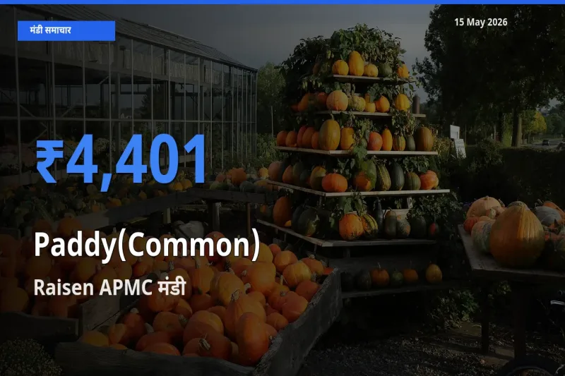 Raisen APMC मंडी में आज धान (सामान्य) के सबसे ऊँचे दाम दर्ज