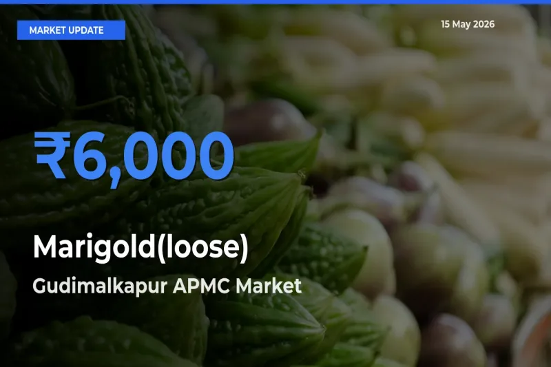Farmers Prefer Gudimalkapur APMC as Marigold(loose) Hits Highest Rate
