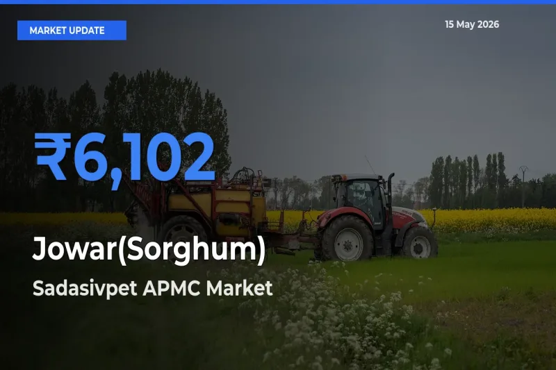 Top Performer! Sadasivpet APMC Offers Best Jowar(Sorghum) Price Today