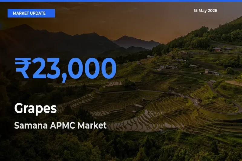 Top Performer! Samana APMC Offers Best Grapes Price Today