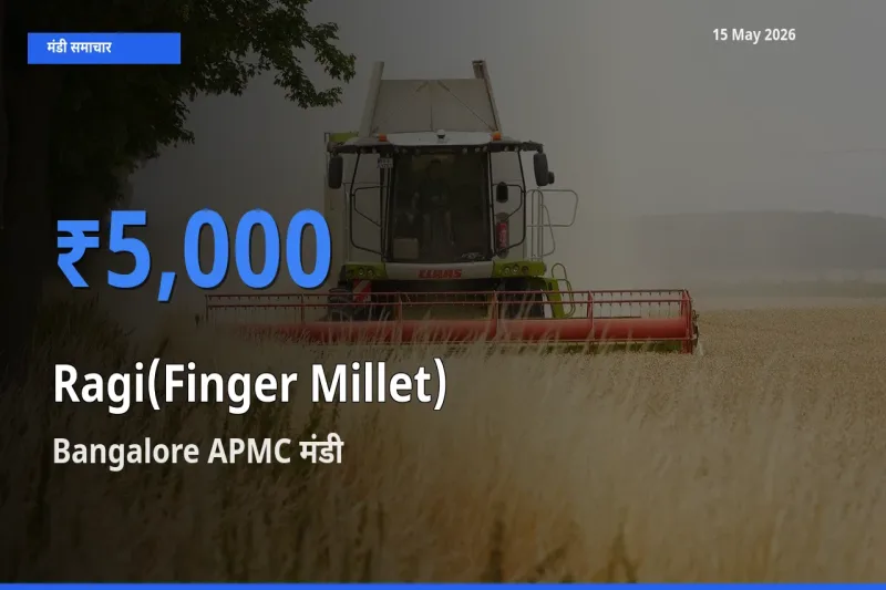 15 May अपडेट: रागी के सबसे ऊँचे दाम Bangalore APMC मंडी में