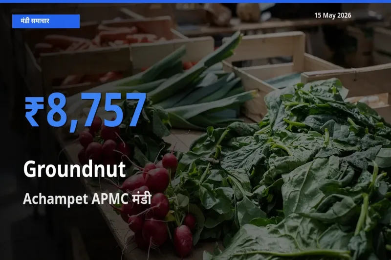 Achampet APMC मंडी में मूंगफली ₹8,757 पर पहुँचा – आज का सर्वोच्च भाव