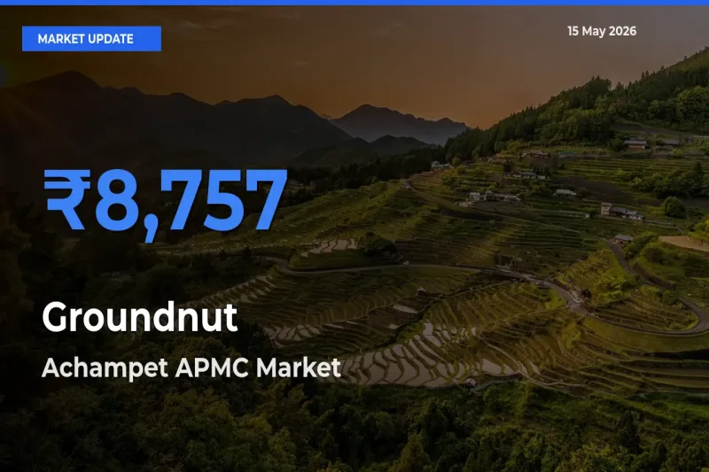 Achampet APMC Leads as Top Mandi for Groundnut Prices