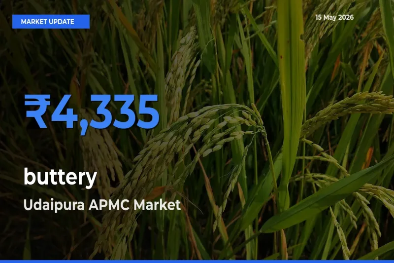 Market Watch: Udaipura APMC Becomes Top Mandi for buttery