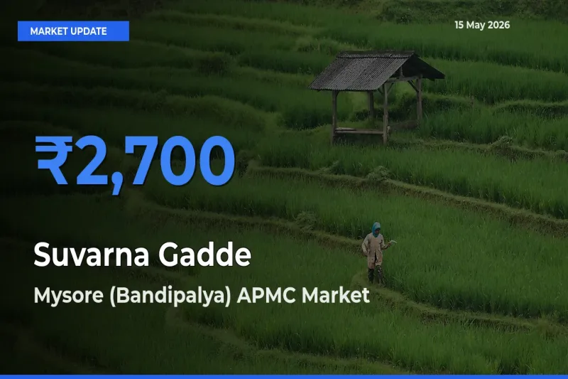 Mysore (Bandipalya) APMC Leads as Top Mandi for Suvarna Gadde Prices