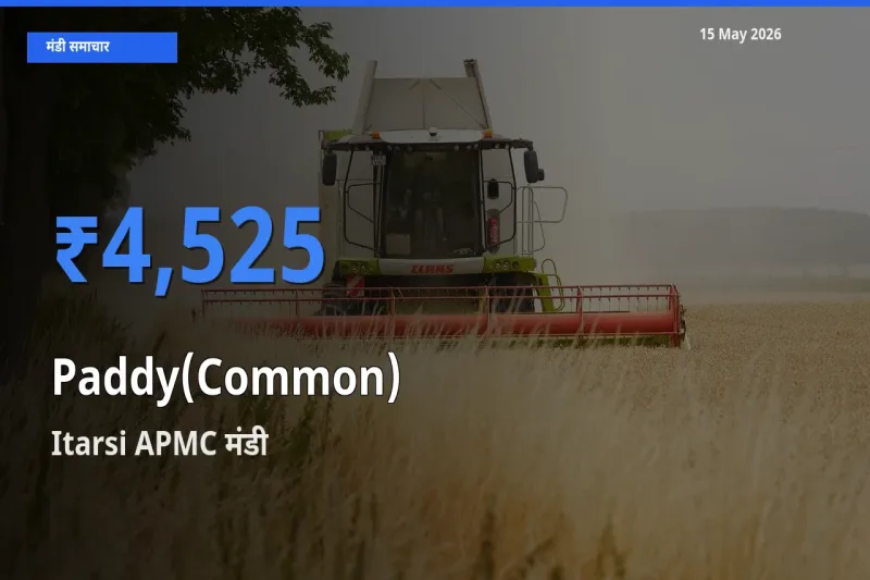 आज का मंडी भाव: धान (सामान्य) के सबसे ज़्यादा दाम Itarsi APMC में
