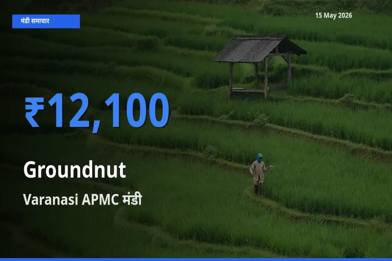 Varanasi APMC मंडी में आज मूंगफली के सबसे ऊँचे दाम दर्ज