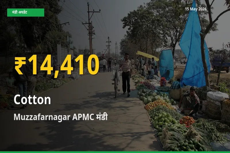 कपास के दामों में रिकॉर्ड तेज़ी, Muzzafarnagar APMC