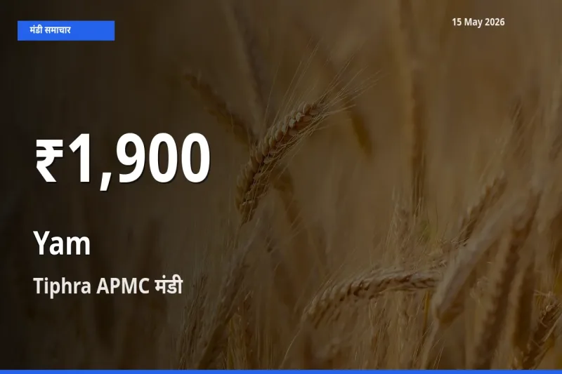Tiphra APMC में रतालू ₹1,900 पर गिरा – 30 दिन का न्यूनतम भाव