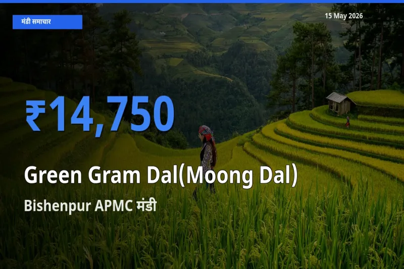 टॉप मंडी बना Bishenpur APMC! मूंग दाल के सबसे ऊँचे दाम यहीं दर्ज