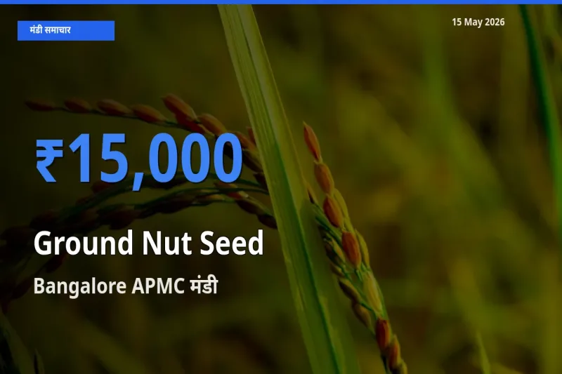 Bangalore APMC मंडी में मूंगफली बीज ₹15,000 पर पहुँचा – आज का सर्वोच्च भाव