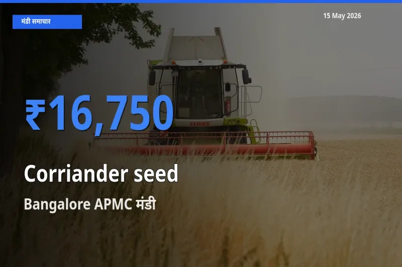 Bangalore APMC मंडी में साबुत धनिया ₹16,750 पर पहुँचा – आज का सर्वोच्च भाव