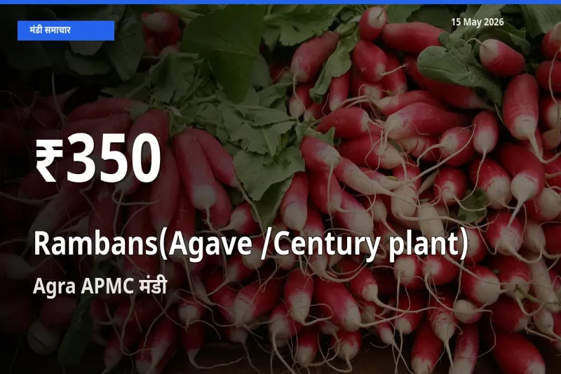 किसानों के लिए चिंता का विषय? रामबाँस के दाम Agra APMC में 30 दिन के न्यूनतम स्तर पर