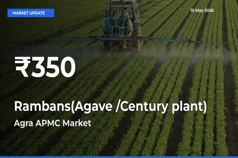 Rambans(Agave /Century plant) Falls to ₹350 in Agra APMC – 30-Day Lowest Rate