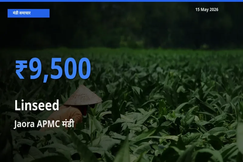 आज अलसी के सबसे ऊँचे दाम ₹9,500 Jaora APMC मंडी में