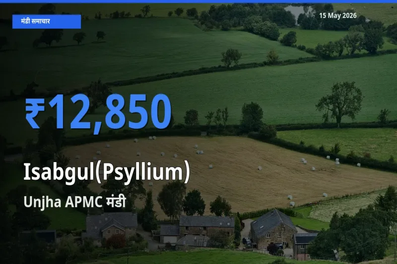 आज इसबगोल के सबसे ज़्यादा दाम Unjha APMC मंडी में दर्ज