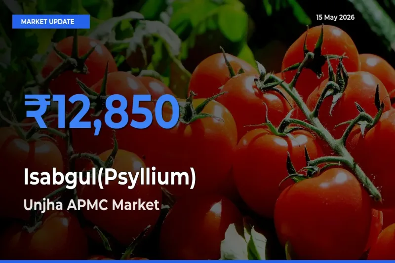 Unjha APMC Records Highest ₹12,850 Rate for Isabgul(Psyllium)